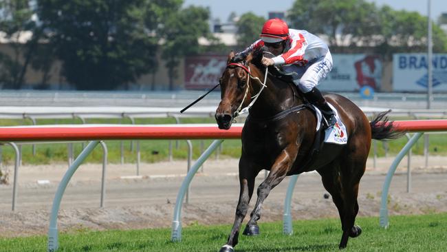 Mini Meld during his win at the Gold Coast on November 21, 2015.