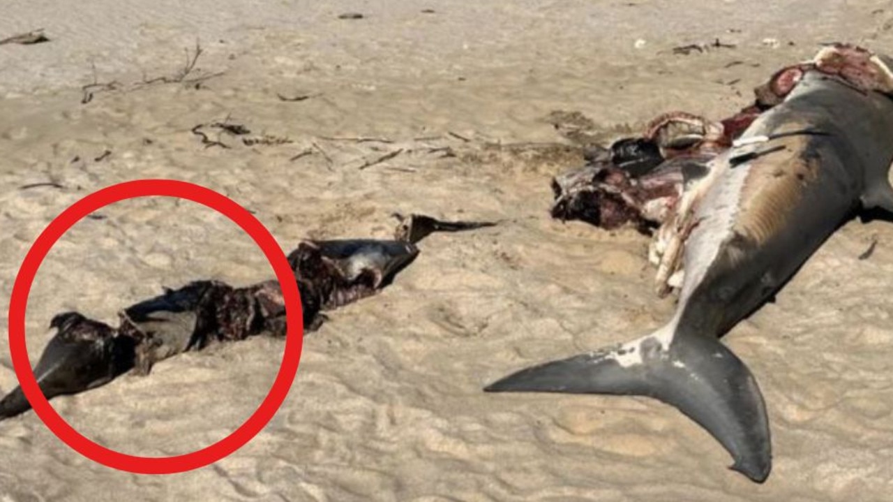 Gruesome find next to gutted shark