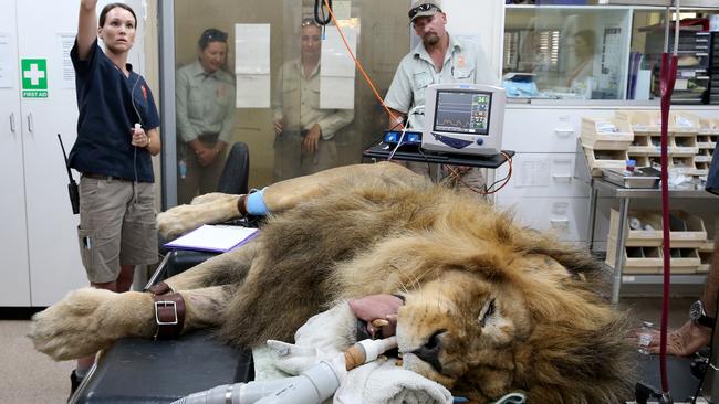 A root canal is performed on male lion Lazarus at Taronga Western Plains Zoo in 2018. Picture: Toby Zerna