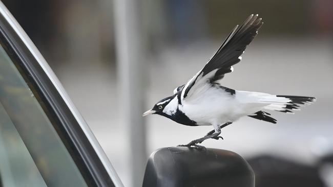 This pesky peewee has been wreaking havoc near the State Administration building. Picture: Keryn Stevens