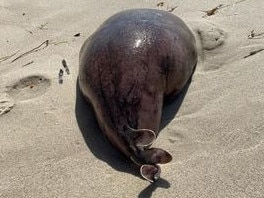 Mystery blob washes up on WA beach.