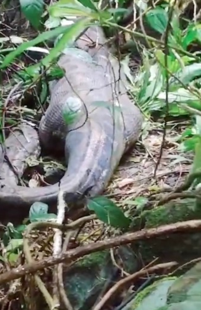 A 45-year-old woman named Farida was found dead inside a five-meter reticulated python in Kalempang village, South Sulawesi, after going missing the previous night. Picture: Viral Press