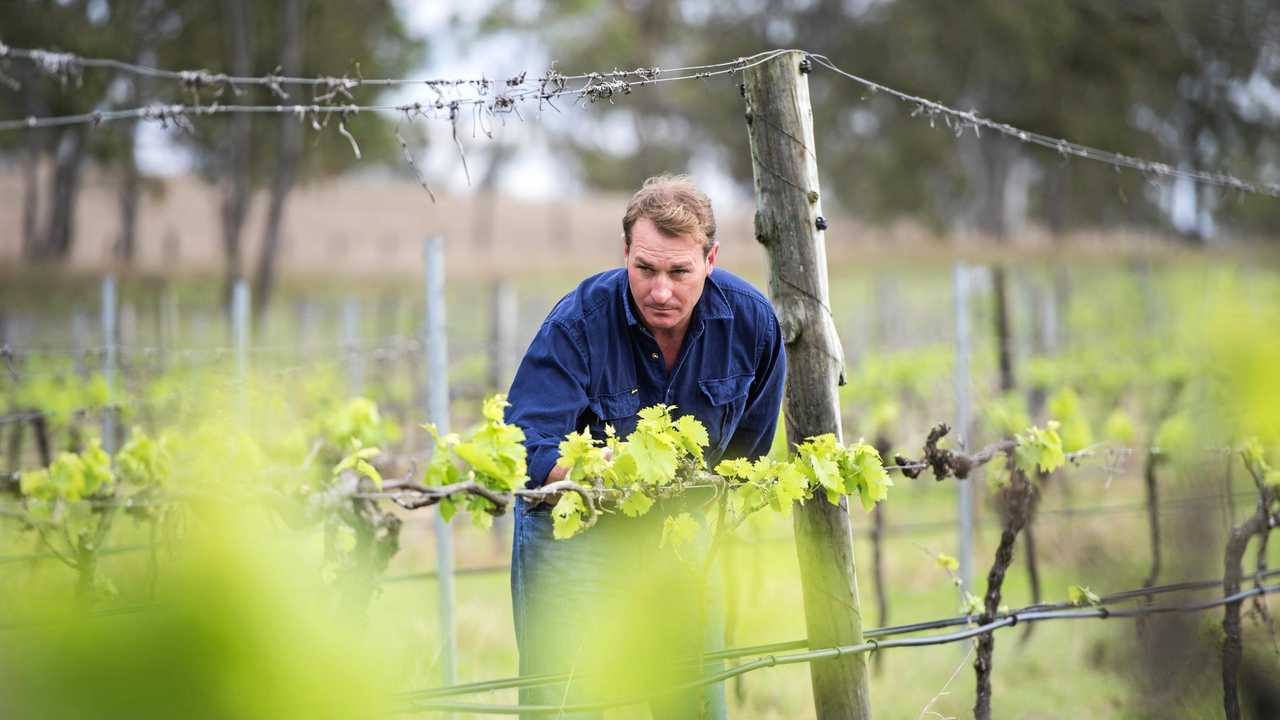 Aaron Stephan examines the vines at Clovely Estate winery. Picture: Contributed