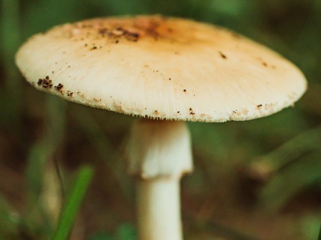 Death Cap Mushroom