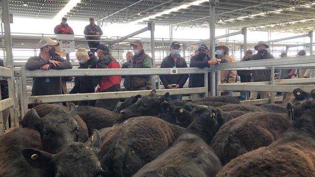 Action from the Ballarat store cattle sale on Friday.