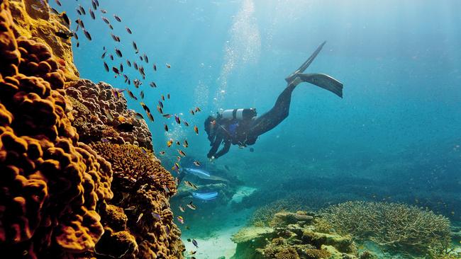 Heron Island is touted as world-class, with 20 dive sites just 10 minutes away by boat.