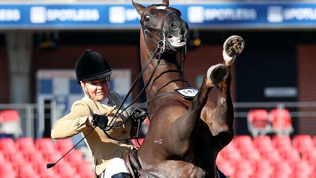 Uplifting news: Sam Kennedy on Yindarla Park at last year’s Sydney Royal Easter Show. Picture: Angie Rickard