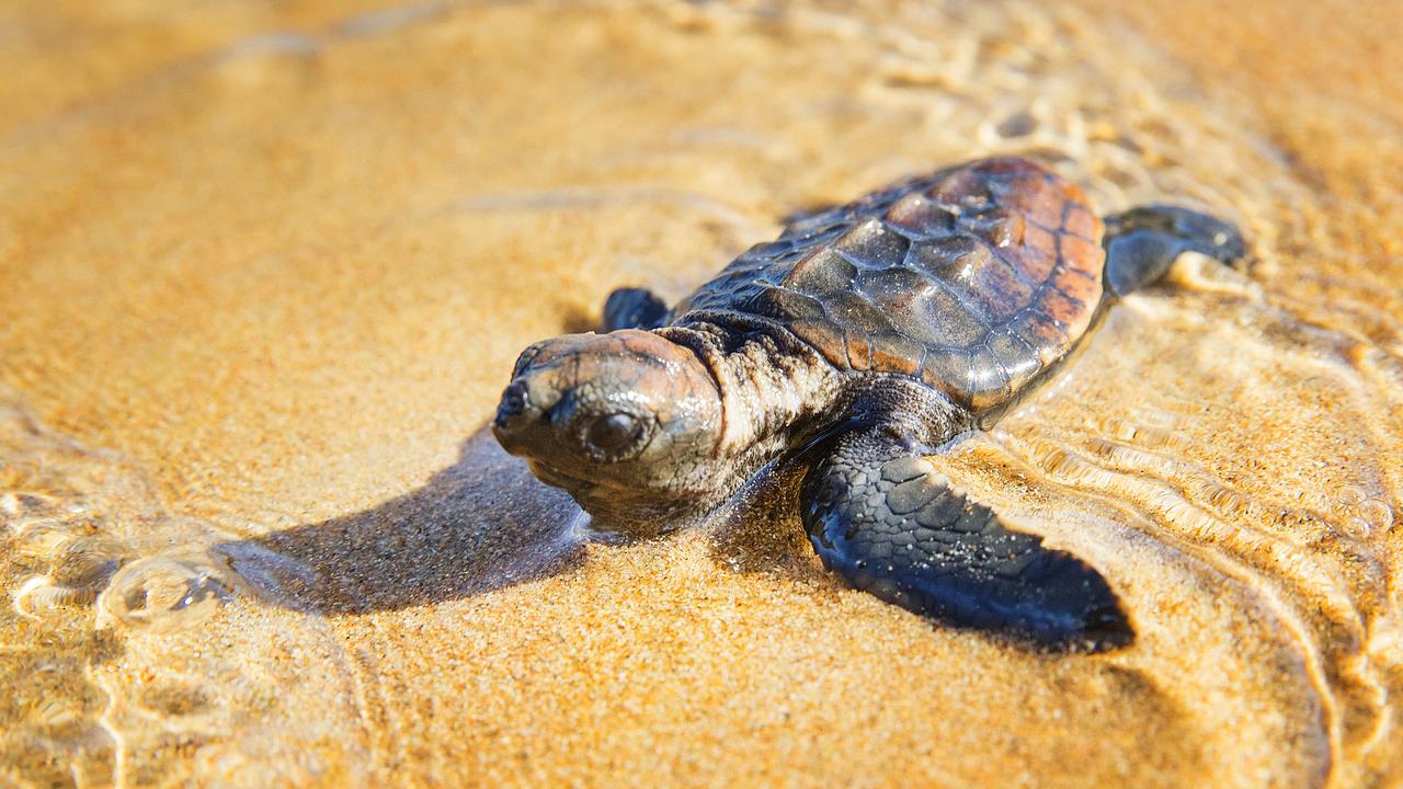 A Turtle Hatchling makes a break for the ocean after climbing free from their nest in the dunes on Mon Repos near Bundaberg. Photo Lachie Millard