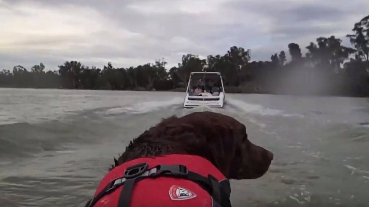 Morgan water ski dog: Dexter the labrador’s talent on the River Murray ...