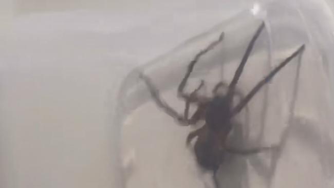 Two years ago, Ms Enright uncovered another large spider in her bedroom. Picture: TikTok