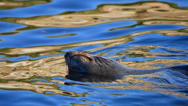 A seal lazes on the surface at Refuge Island, Freycinet Peninsula Tasmania. Picture: THOMAS YOUNG