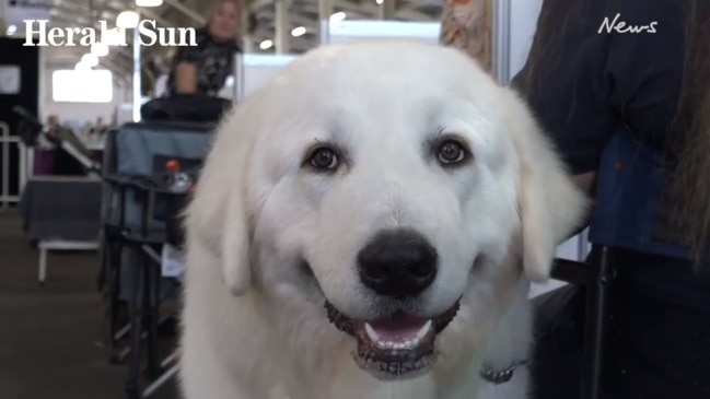 Who's top dog at the Royal Melbourne Show?