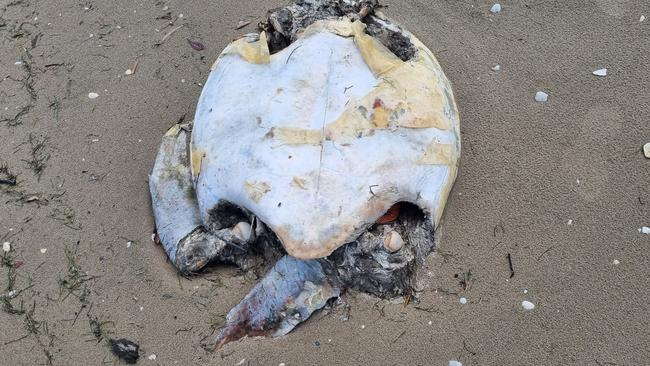 A dead turtle, missing its flippers. Picture: AMCS