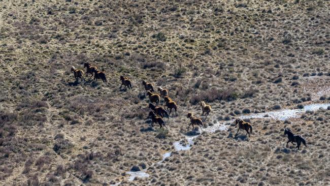 The NSW government is responding to the need to reduce brumby numbers to protect more than 30 native threatened species.