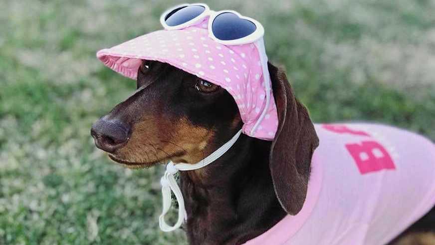 Dog sunglasses hot sale kmart