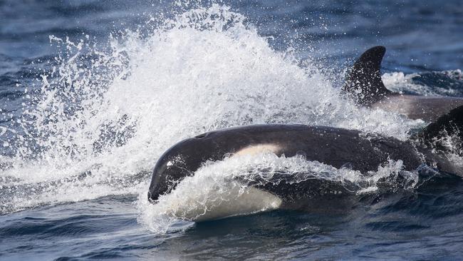 Killer whales are found in all the world’s oceans, but sightings off Sydney are rare. Picture: Whale Watching Sydney/ Ted Lamb