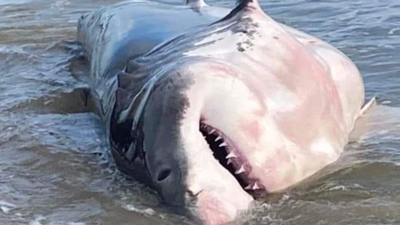 Great white shark beached at Kingscliff in northern NSW | The Advertiser