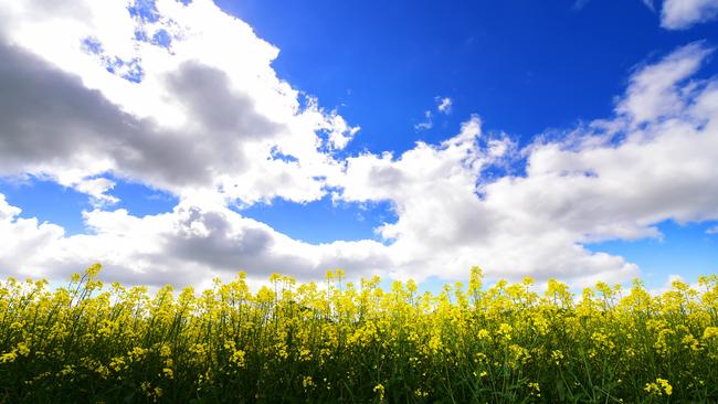 Bright future: The Australian Oilseeds Federation 2020-2025 Strategic Plan aims to grow the industry from $3 billion to $5 billion in five years.