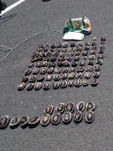 Four men were arrested in connection to 173 abalone seized in Williamstown.