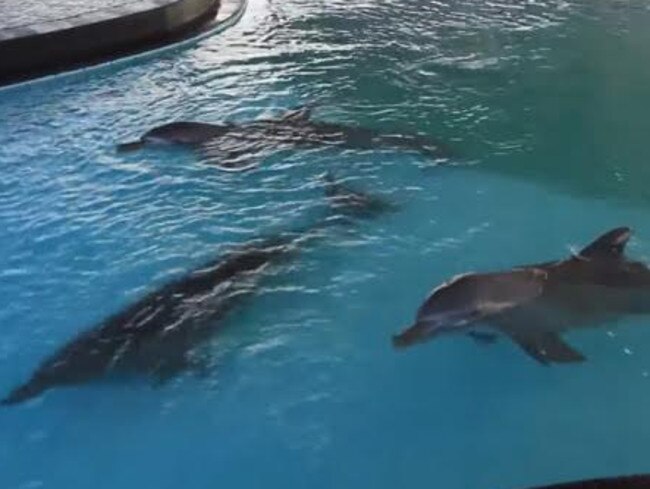 The dolphins are kept in a pool around 10m by 20m.