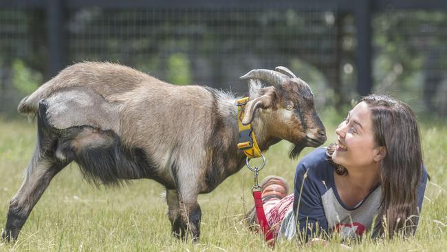 Staff member Paula Jewell with three legged goat, Tripod, who has been rescued at Edgars Mission.Picture: Rob Leeson