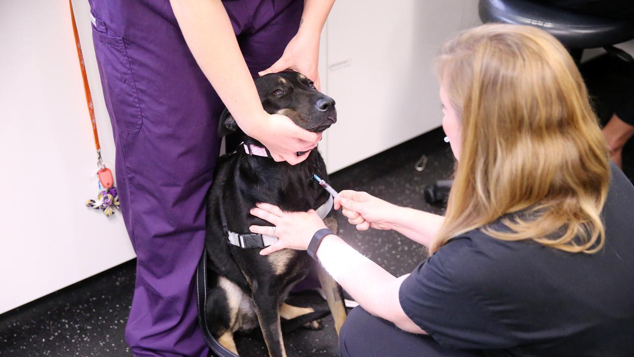 Chemotherapy is really well tolerated in dogs, Dr Nguyen said, with less than five per cent of dogs becoming ill. Molly tolerated her treatment well although it became tougher the longer it went on. Picture: Tim Hunter.