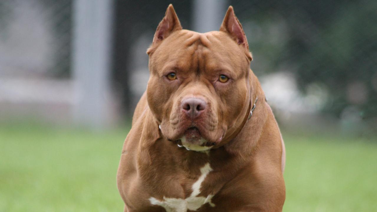 The wife managed to stop the second attack by stabbing the pit bull to death with a kitchen knife. Picture: iStock.