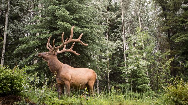 Passengers and crew alike keep eyes peeled for wildlife along the journey. Picture: Rocky Mountaineer