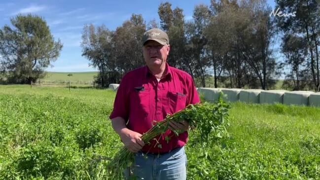 Farmer puts hopes in pastures