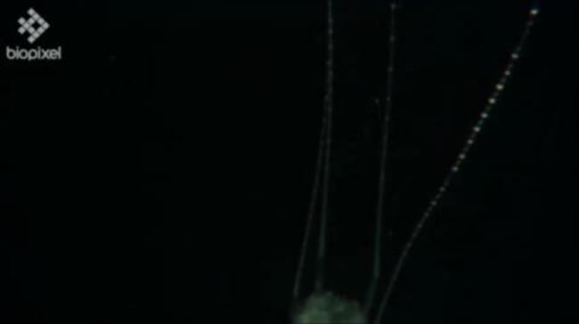 WATCH: Irukandji box jellyfish paralyses then consumes its prey