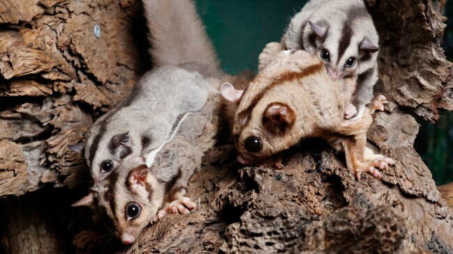 Baby Mahogany Glider twins