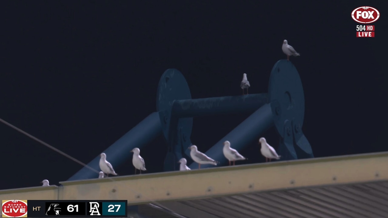 It's unclear which was the offending seagull. Photo: Fox Sports