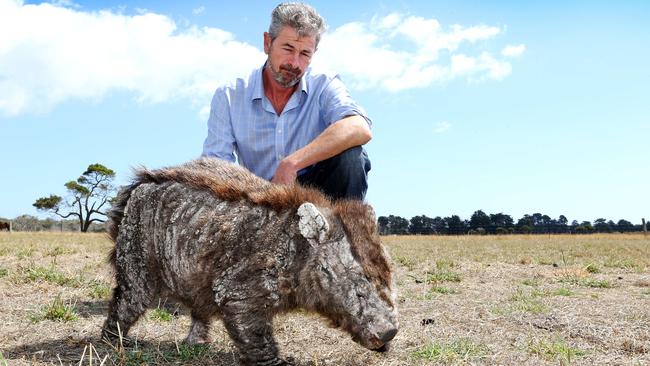 John Harris inspects a blind mange infected wombat at Kelso. Picture Chris Kidd