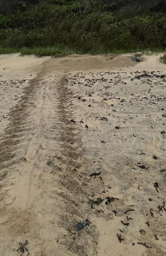 The large tracks leading up into the dunes at Corindi Beach on Tuesday morning, January 23.