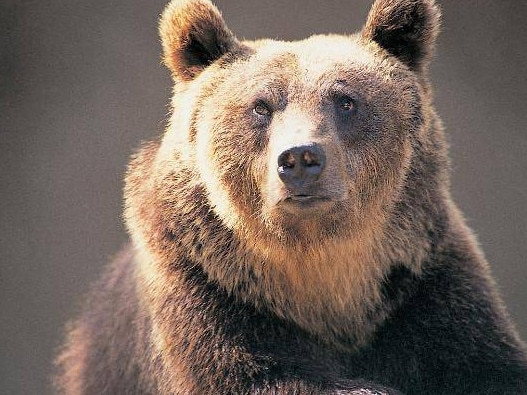 brown bear sentenced to death