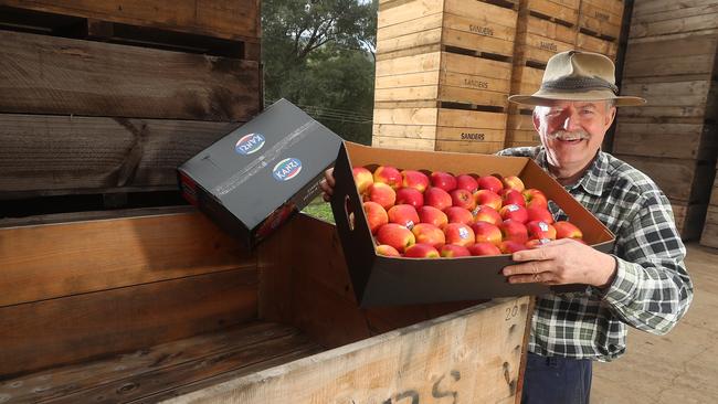 Kevin Sanders, apple grower, Three Bridges, Picture Yuri Kouzmin