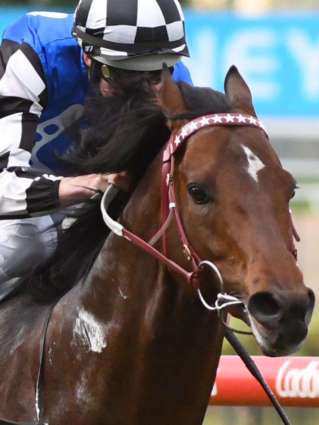 Japanese bred Brave Smash. Picture: Getty Images