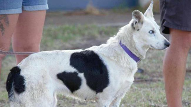 5# Shaundar Pink: Tammie Conroy’s Border collie from Coolmunda