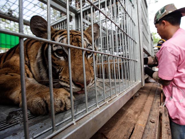 KANCHANABURI, THAILAND - June 1, 2016: A tiger looks one as a Thai DNP veterinarian officer assist it at the Wat Pha Luang Ta Bua Tiger Temple on June 1, 2016 in Kanchanaburi province, Thailand. Wildlife authorities in Thailand raided a Buddhist temple in Kanchanaburi province where 137 tigers were kept, following accusations the monks were illegally breeding and trafficking endangered animals. Forty of the 137 tigers were rescued by Tuesday from the country's infamous 'Tiger Temple' despite opposition from the temple authorities.