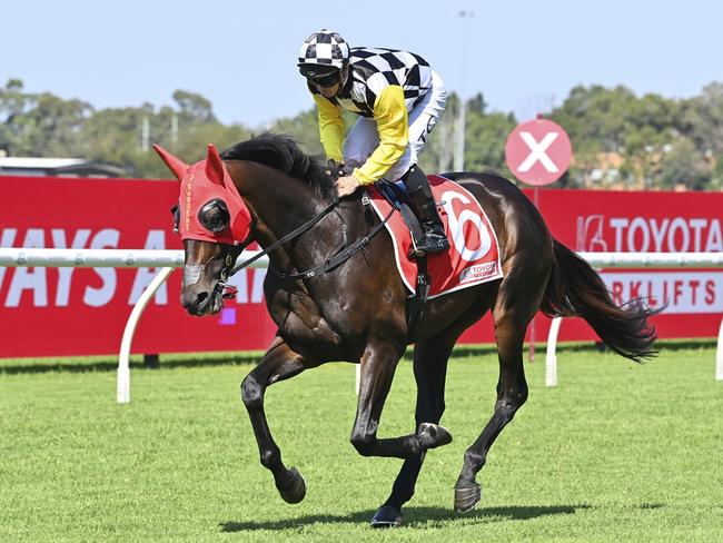Glad You Think So heads to the barriers for the Group 2 Tulloch Stakes Randwick. Picture: Bradley Photos