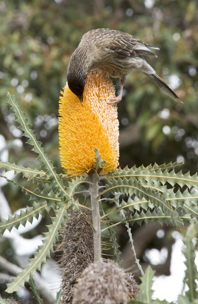 Birds are attracted to native species like this Banksia. Picture: Supplied