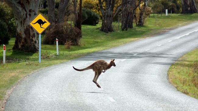 The central Victorian town of Heathcote is among the most dangerous locations in the country — if you’re a kangaroo