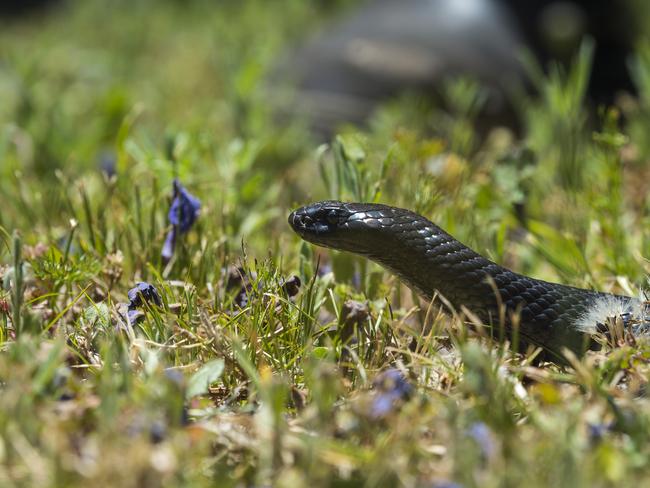 Anthony Adams of Anthony's Snake Relocating with his pet blue-bellied black snake, Sunday, November 22, 2020. Picture: Kevin Farmer