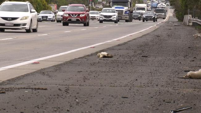 Dead ibis on the side of the M1 at Yatala. Picture: 7 News