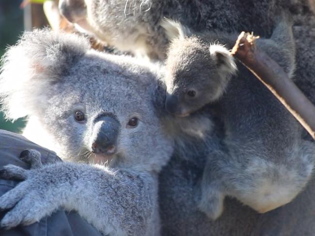 Koala joey Anna cuddles up to big sister Elsa. Picture: The Australian Reptile Park