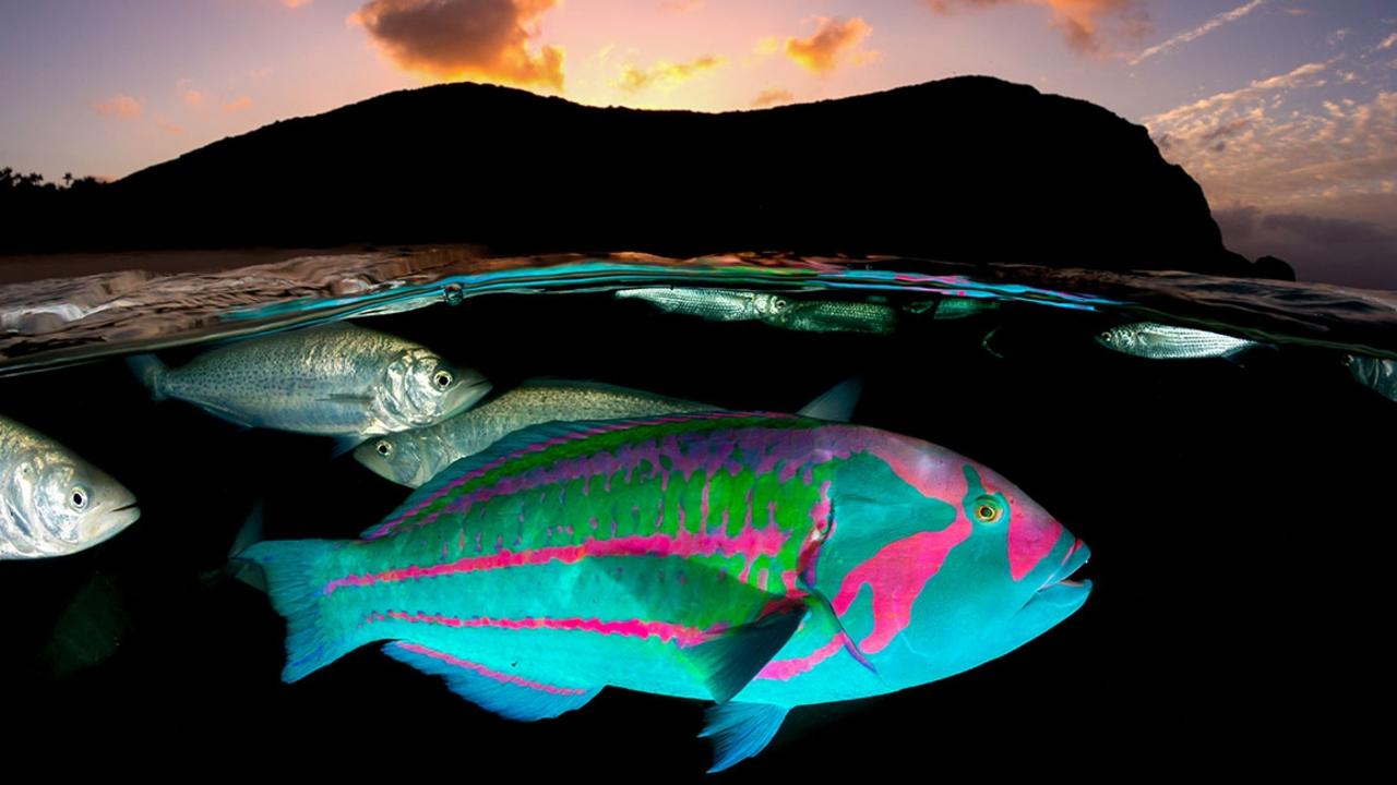 A vibrant surge wrasse swims in the water at Neds Beach off Lord Howe Island.