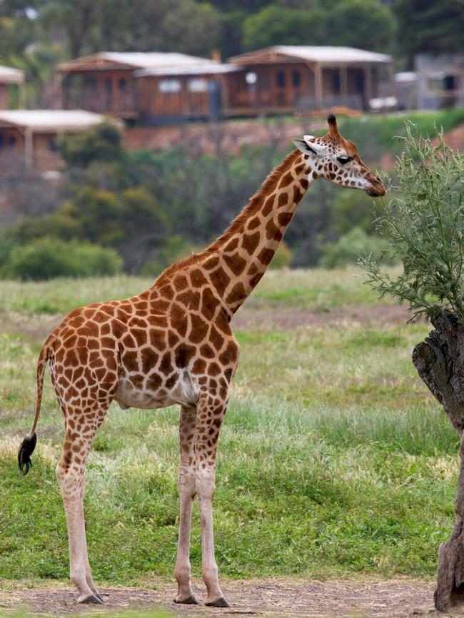 Werribee Open Range Zoo Slumber Safari.