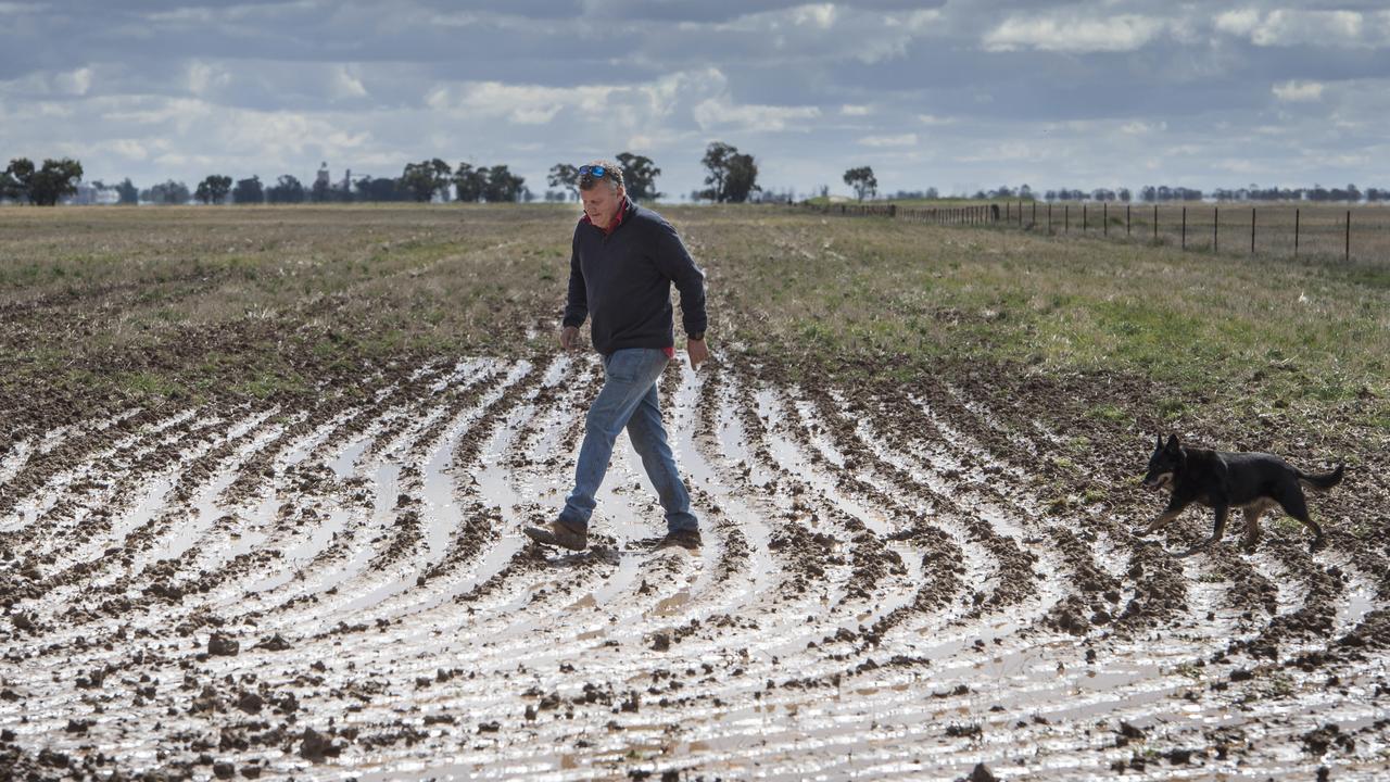 In step: Grain grower Craig Rickard in a soggy paddock on his Mallee farm. Picture: Zoe Phillips