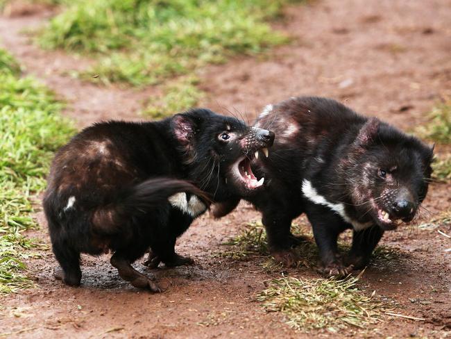 Tasmanian Devils in action in the compound at Devil Ark in the Barrington Tops. Picture by Peter Lorimer.