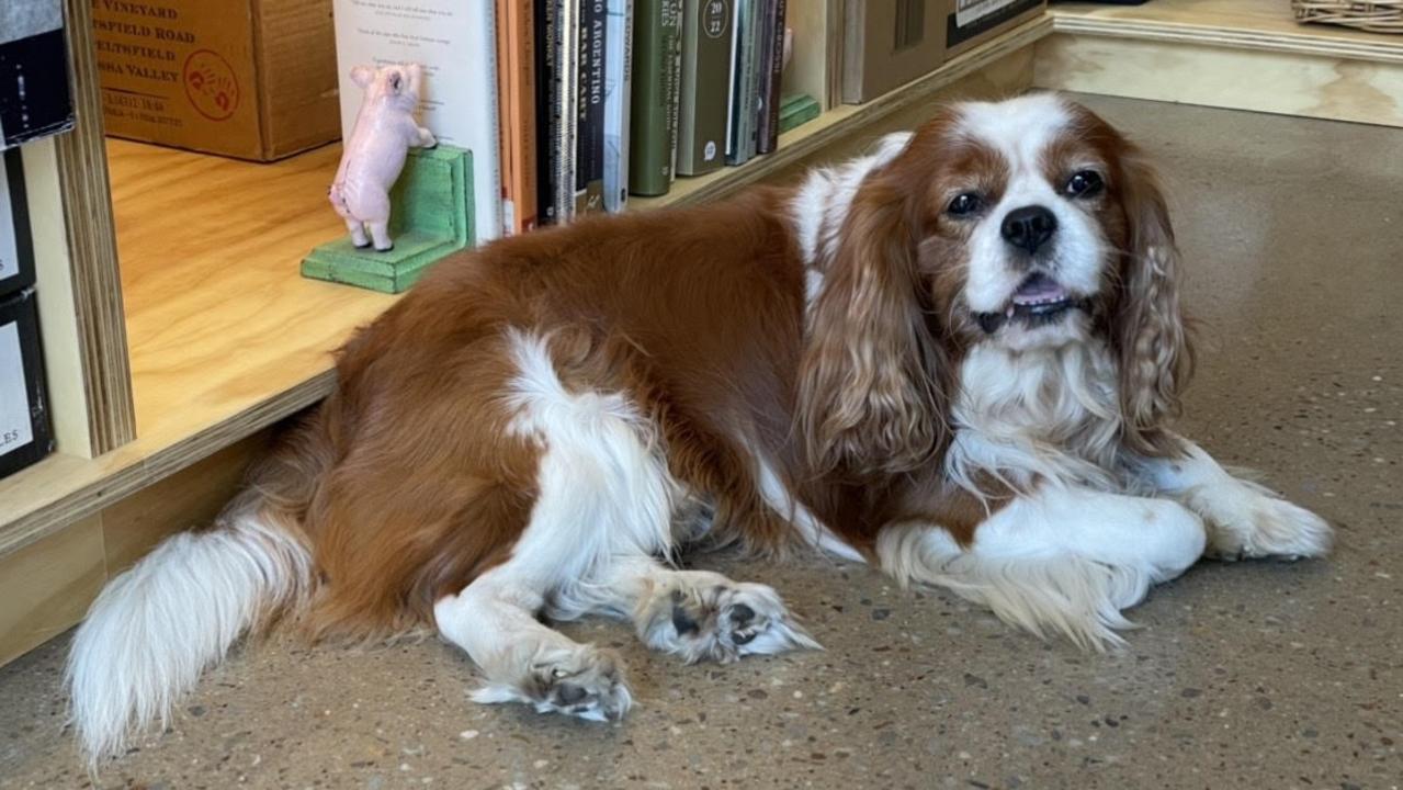 Liquor Down Under's chief security guard, William the Cavalier King Charles Spaniel. Image: Annabel Bowles